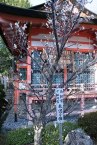 西院春日神社の拝殿近くに咲いていた梅